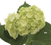 Hydrangea Green holl(STEM)