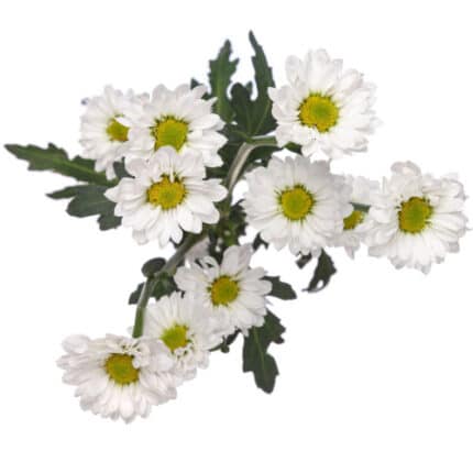 Pom Micro Daisy Katy gdns
