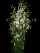 LARKSPUR white misty#1