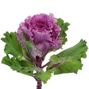 Kale Lacey Purple green valley