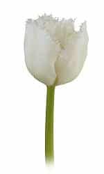 TULIP HONEYMOON (WHITE)s.v