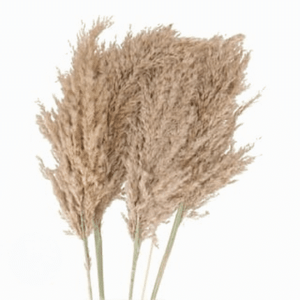 Dried Pampass Grass Natural ho