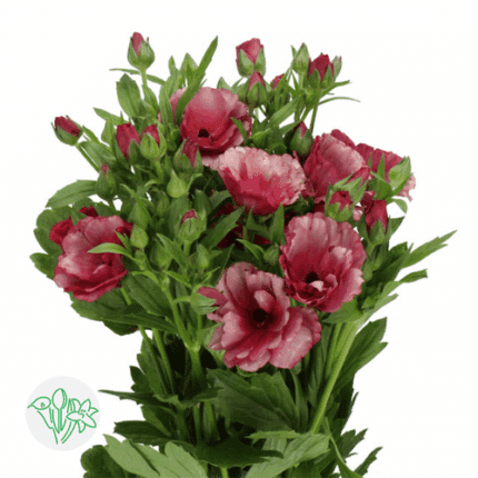 Ranunculus Butterfly Magical R