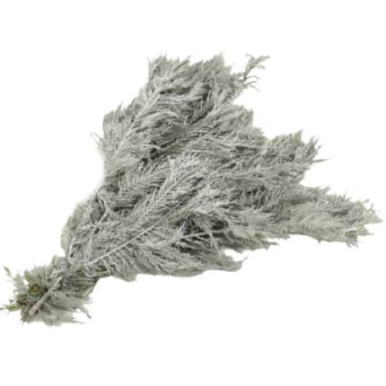 Leyland Cypress Frosted pucket