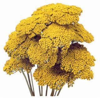 Yarrow Yellow mellano
