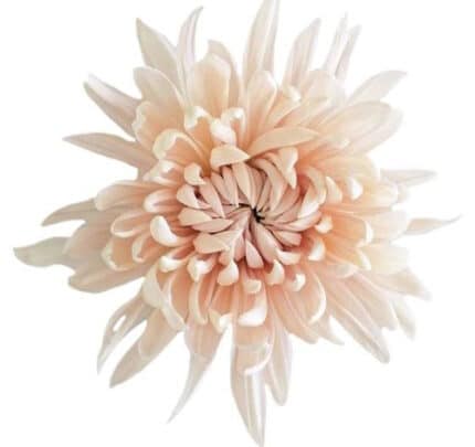 Mum Disbud Royal Lt Peach fres