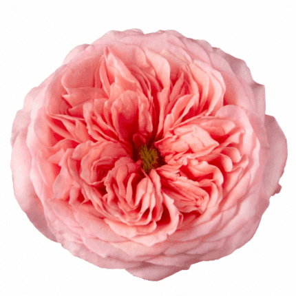 Rose Pink Xpression 40cm sunri