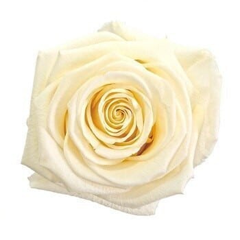 Rose WhiteChocolate 50cm rfi