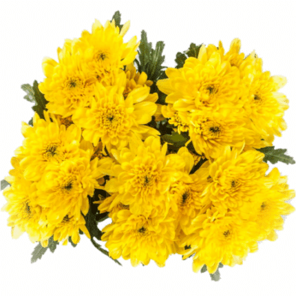 Pom Cushion Sunny Zembla gdn