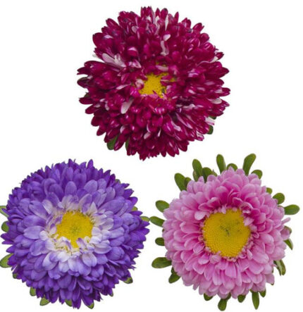 Aster Matsu mixed s.v.