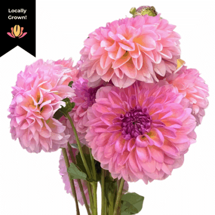 Dahlia Sweet Natalie local