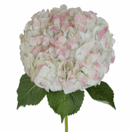 Hydrangea Natural Pink holex(S
