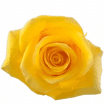 Rose Momentum 40cm sunrite - Image 2