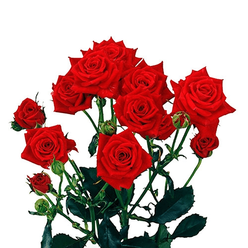 7f67fedd-7188-4605-b497-c637c4fc434c.png RoseSpray Red Pop Rosever rfi - Image 1