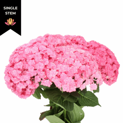 Hydrangea Beautensia Luxor Pink ho