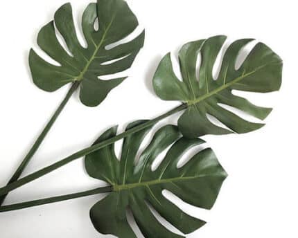 Mostera Small evergreen(st)