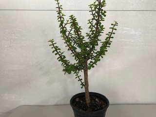 6" Portulacaria Afra