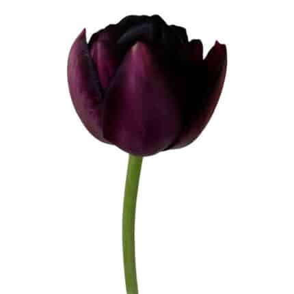 Tulip French Black Hero holl - TFR BLACK