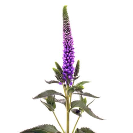 Veronica Purple bella