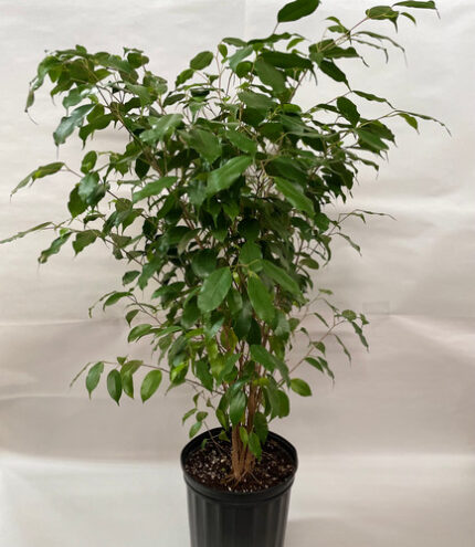 8" POTTED FICUS
