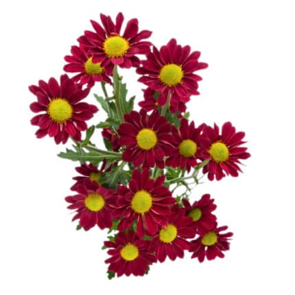 Pom Micro Daisy Red golden