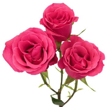 RoseSpray HotPink holl
