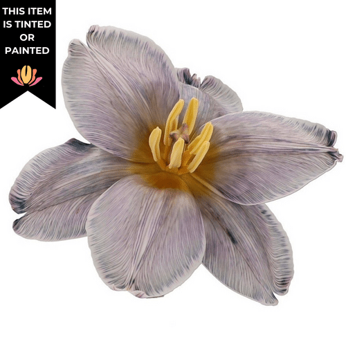 7fe28433-fd5c-4a9d-8e9a-3dfd00c7d624.png Tulip Shades Of Grey holl xtra - Image 1