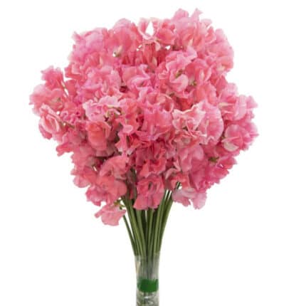 Sweet Pea Amore holex