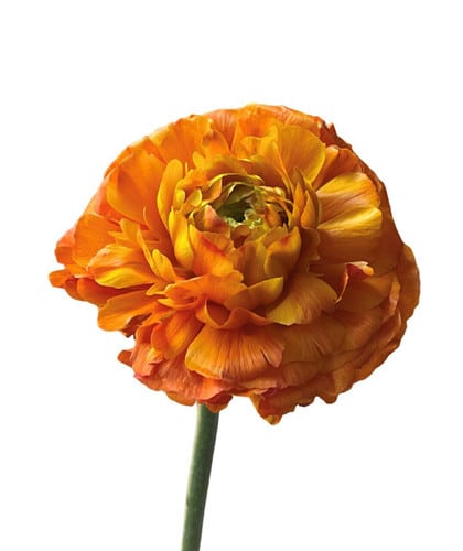 Ranunculus Pon OrgYellow flboa