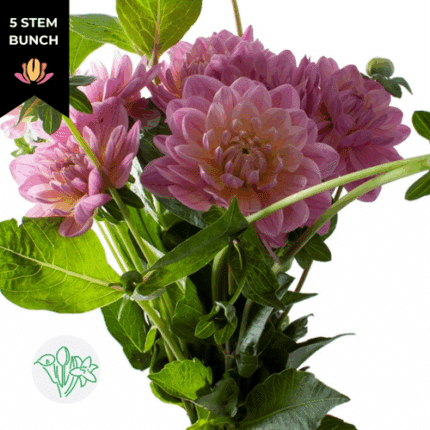 Dahlia Pink holl