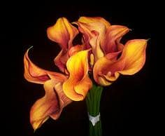 Calla HotPink ob