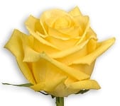 Rose Tara 50cm priv coll rio