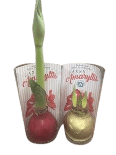 Waxed Amaryllis Bulbs