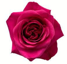 Rose Hot Party 40cm florecal