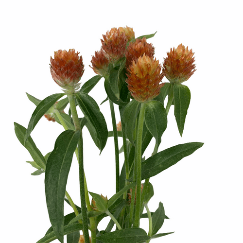 8011bb5e-6443-468f-8cfc-e71b3bd63e13.png Gomphrena Org holl - Image 1