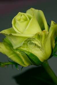 Green beauty 60 rfi