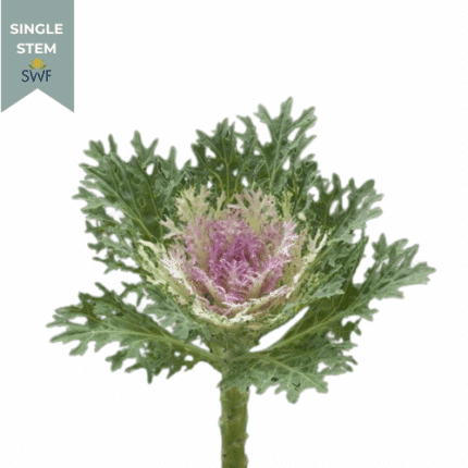 Kale Blush Feather King bella(