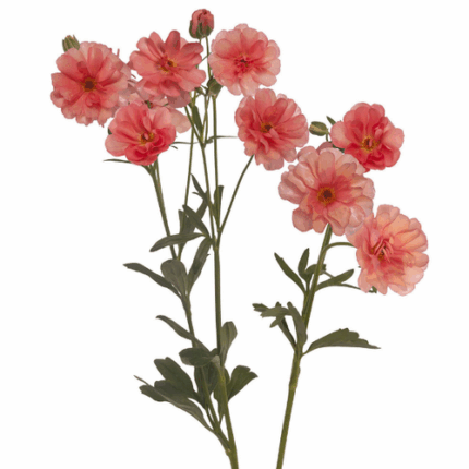 Ranunculus Butterfly Coral fre