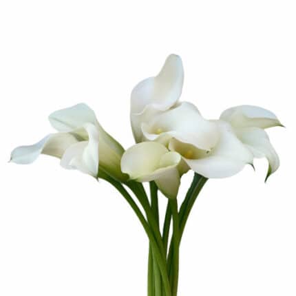 Calla White Crystal allure