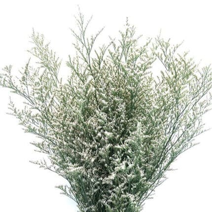 Limonium White valleflor