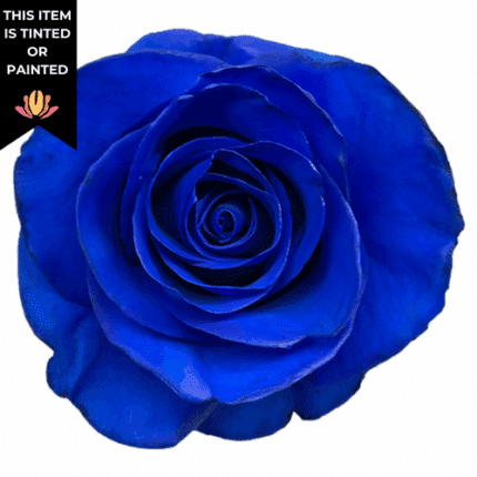 Rose Blue 50cm florecal