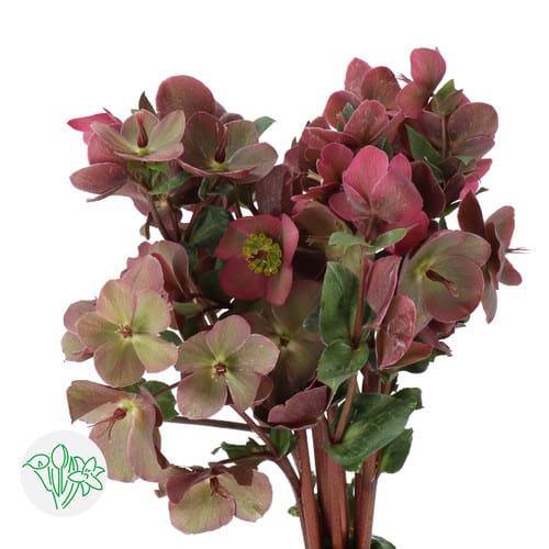 805a2196-02ee-42a1-8d76-cb0775afe602.jpg Helleborus Penny Pink holl - HEL PENNY PINK - Image 1