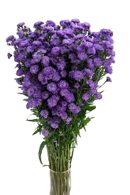 Aster Carnival Duplo Purple Va - AST CAR DUP PUR