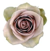 Rose Amnesia 60cm sunrite