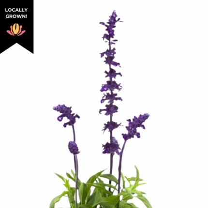 Salvia cramer