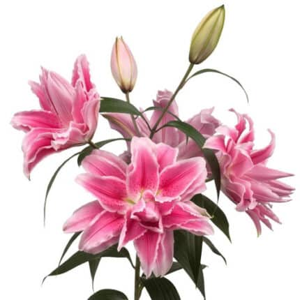 Lily Patricia Dbl holex pk