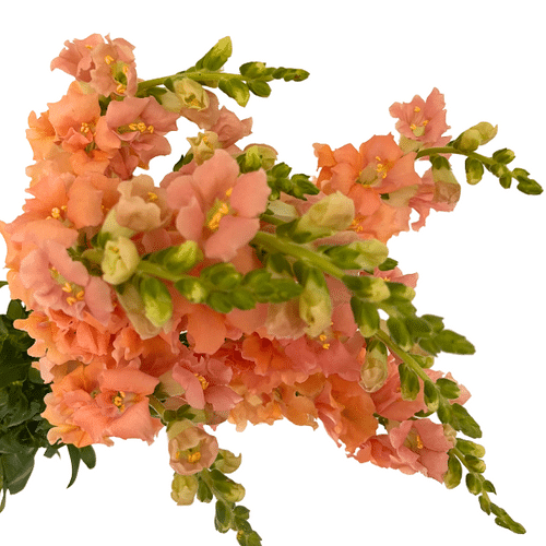 80acfd37-5803-4ce8-9307-240185b2bbc5.png Snapdragons Peach hendricks - Image 1