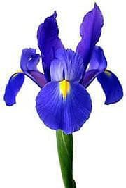 Iris Blue fresca