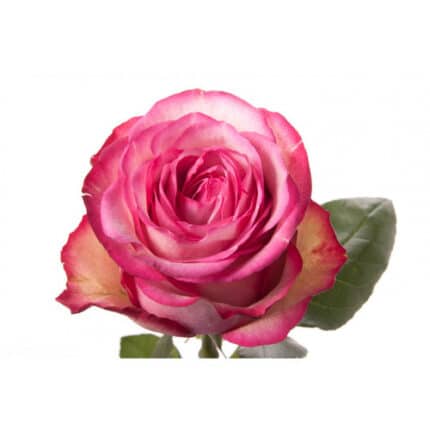 Rose Carousel 40cm rprima