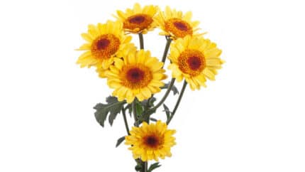 Pom Novelty Eclipse Yellow sol